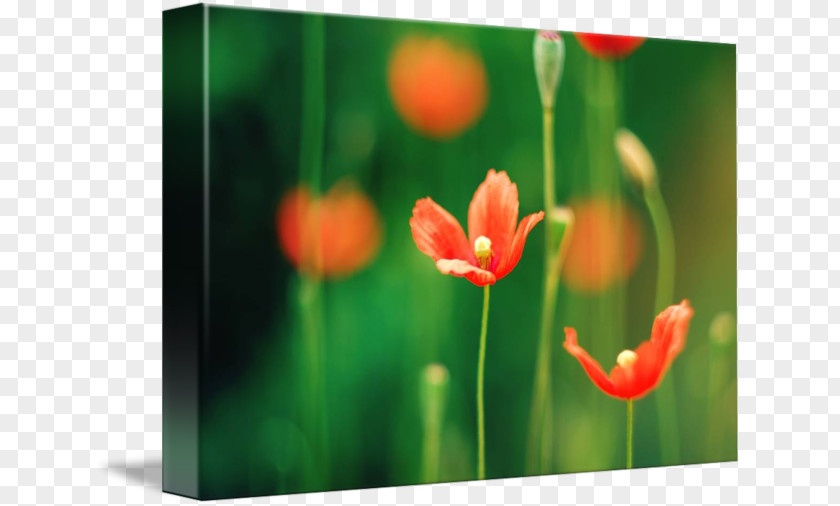 Tulip Meadow Desktop Wallpaper Wildflower Petal PNG