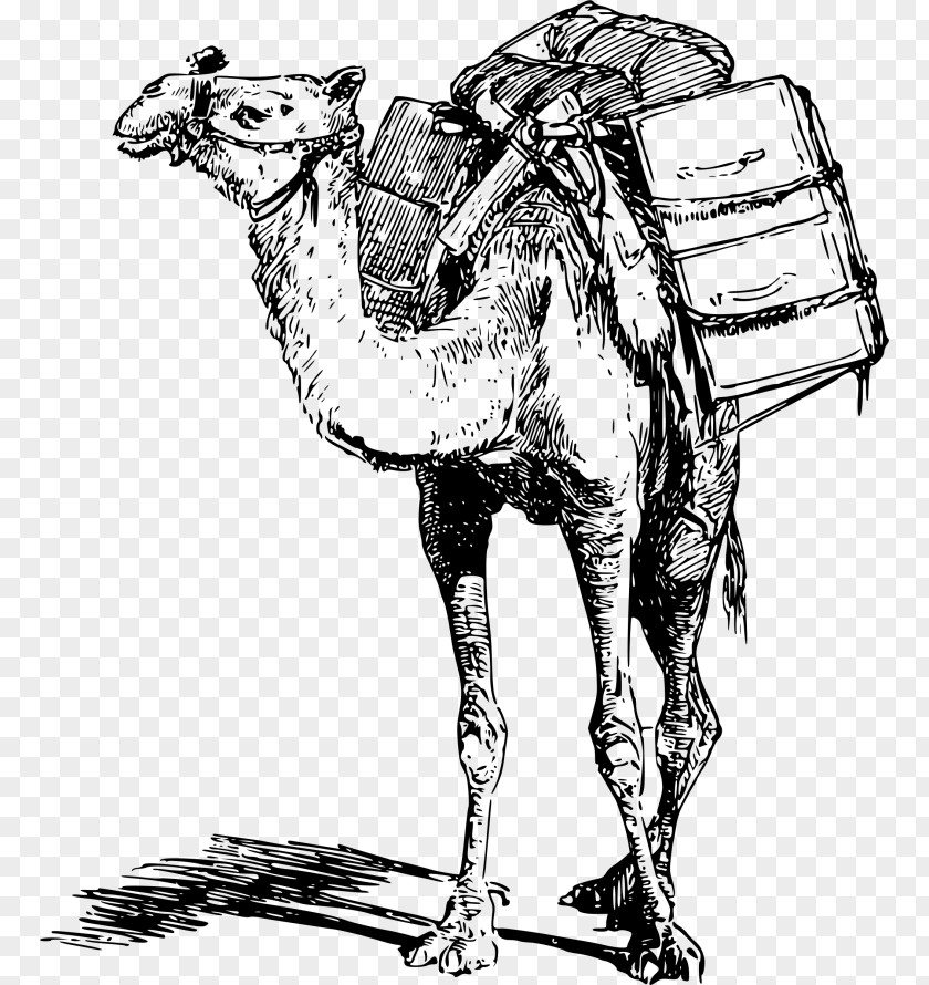 Bactrian Camel Dromedary Llama Pack Animal PNG