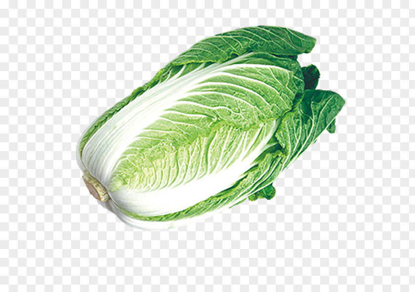 Chinese Cabbage,vegetables Cabbage Napa Umami Vegetable PNG