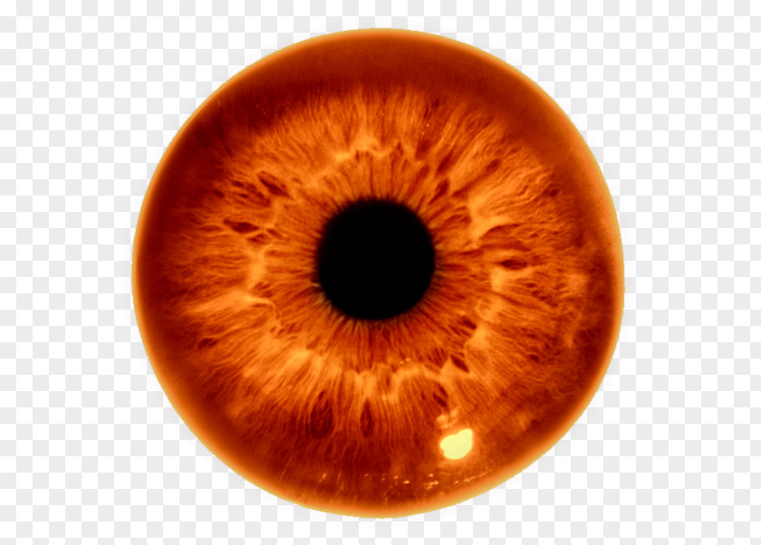 Eye Iris Recognition Human Pupil PNG