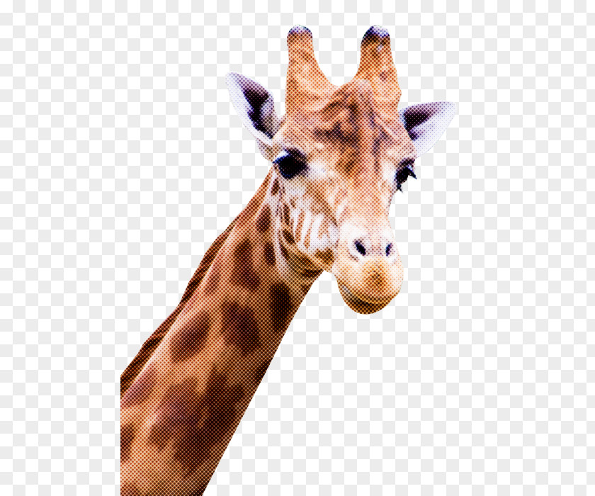Fawn Animal Figure Giraffe Giraffidae Terrestrial Head Wildlife PNG