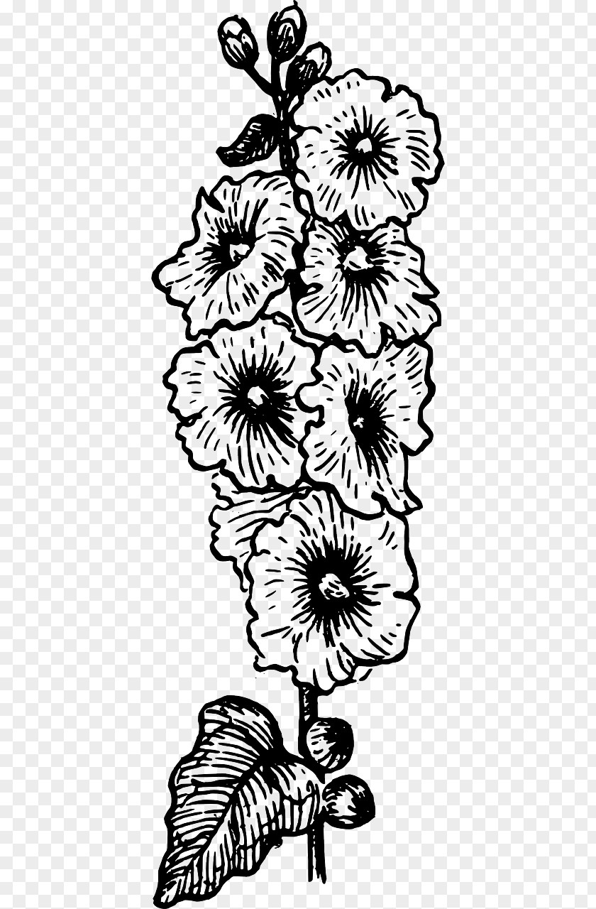 Flower Floral Design Hollyhocks Clip Art Drawing Line PNG