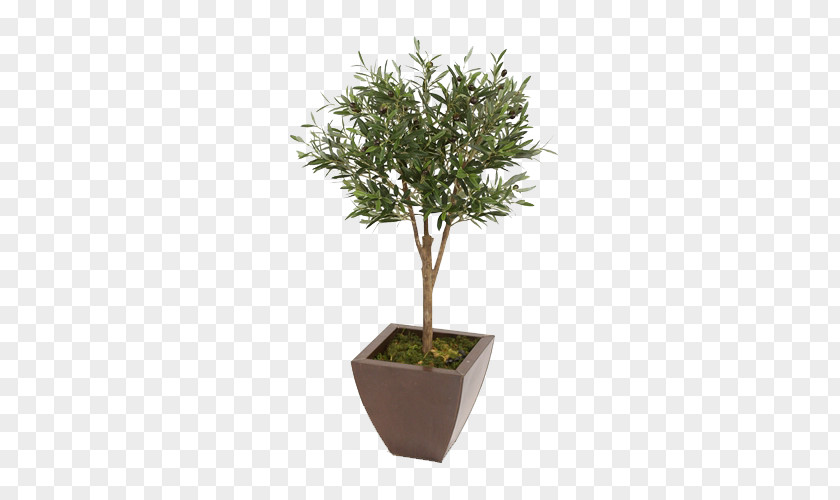 Foliage Plants Potted Tree Bonsai Flowerpot Houseplant PNG