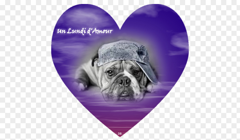 Mon Amour Pug Bulldog Puppy Dog Breed Love PNG