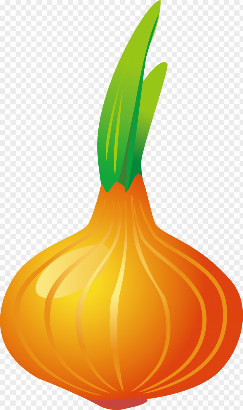 The Germination Of Onion Pumpkin Calabaza Vegetable Garlic PNG