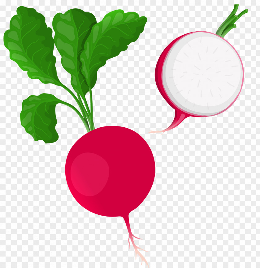 Vegetable Clip Art Vector Graphics Daikon Illustration PNG