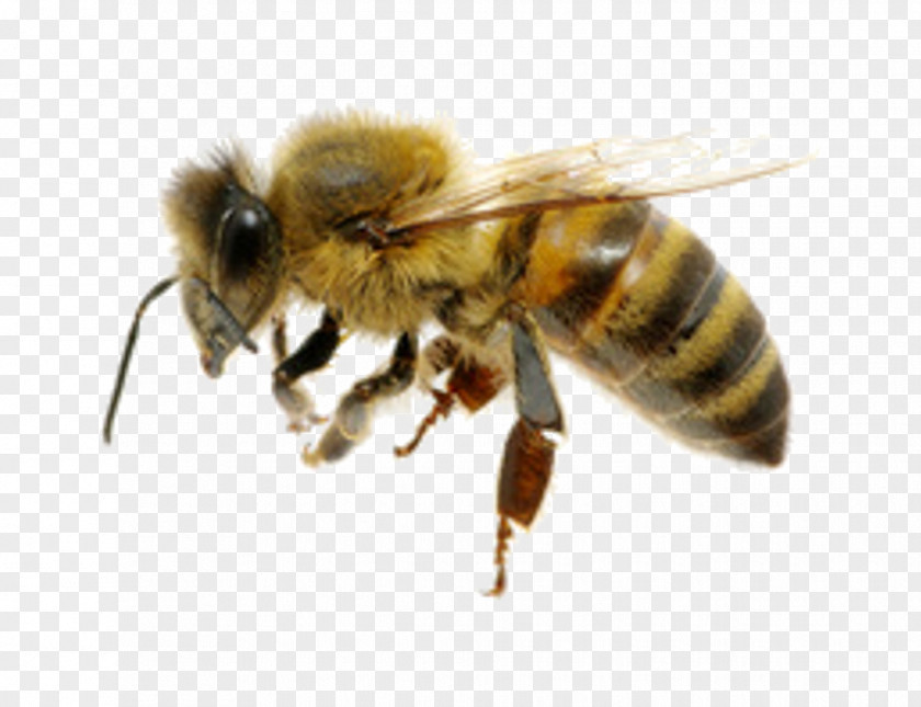 Bee Western Honey Insect Characteristics Of Common Wasps And Bees PNG
