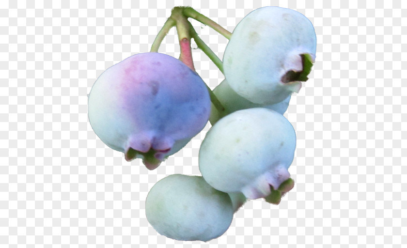 Blueberry Bilberry Sweet Pepperbush Shrub Crepe Myrtle PNG