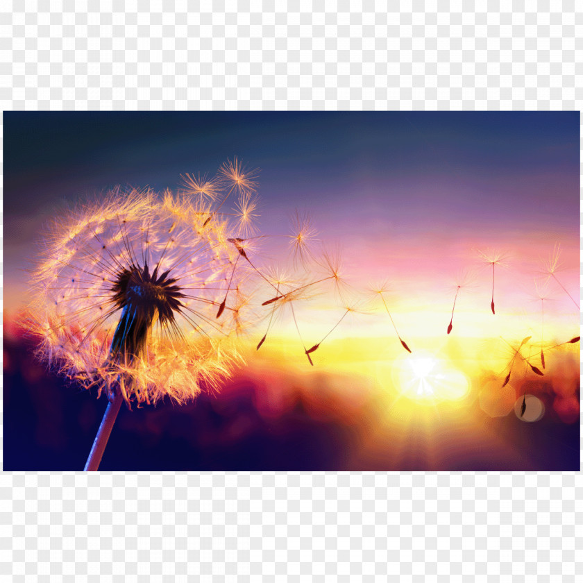 Dandelion Coffee Stock Photography Common PNG