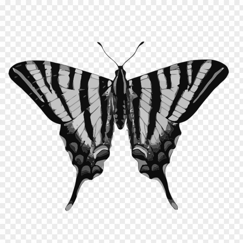 Insect Scarce Swallowtail Butterfly Old World Black PNG