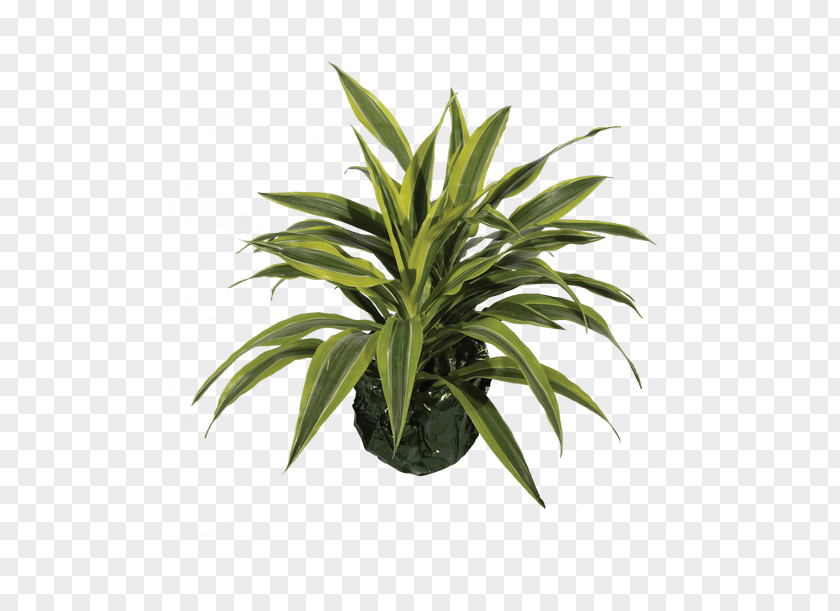 Lemon Botanical Peace Lily Houseplant Arecaceae Flowerpot PNG