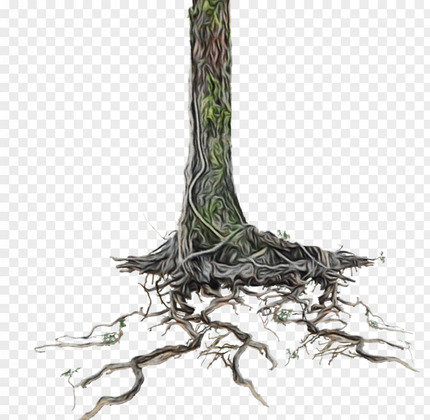 Plant Stem Twig Tree Root PNG