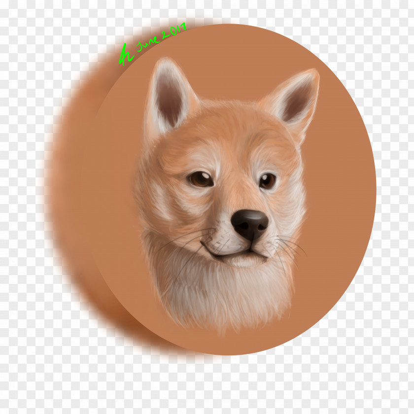 Puppy Finnish Spitz Pomeranian Shiba Inu Icelandic Sheepdog PNG