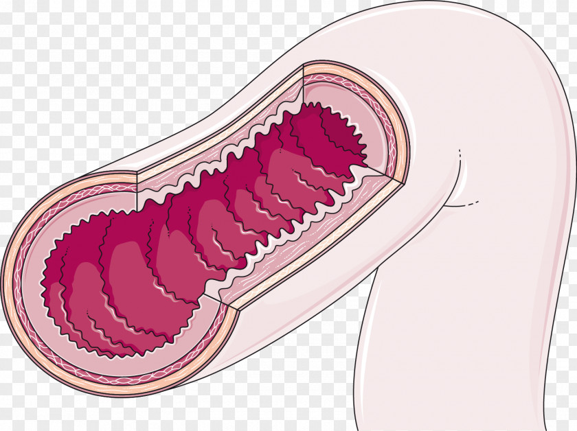 Small Intestine Large Intestinal Villus Gastrointestinal Tract PNG