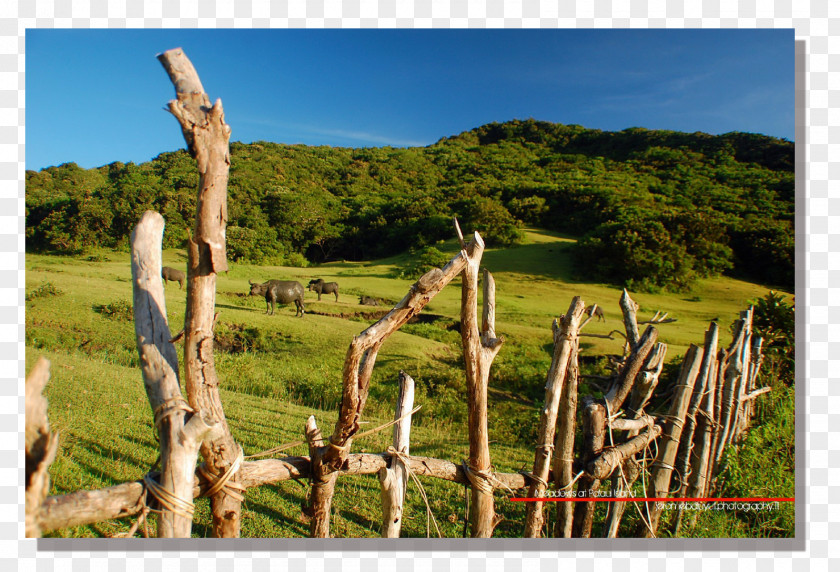 Tree Ecosystem National Park Grassland Wood PNG