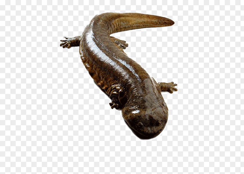 Black Giant Salamander Chinese Japanese Amphibian Yangtze Nombre Cientxedfico PNG