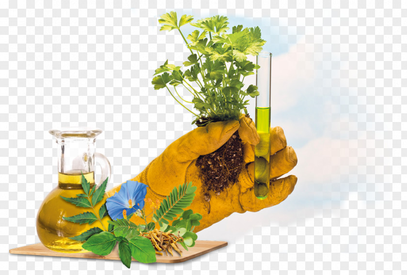 Corporate Social Responsibility Nutrient Nutrigenomics Getty Images Stock Photography PNG