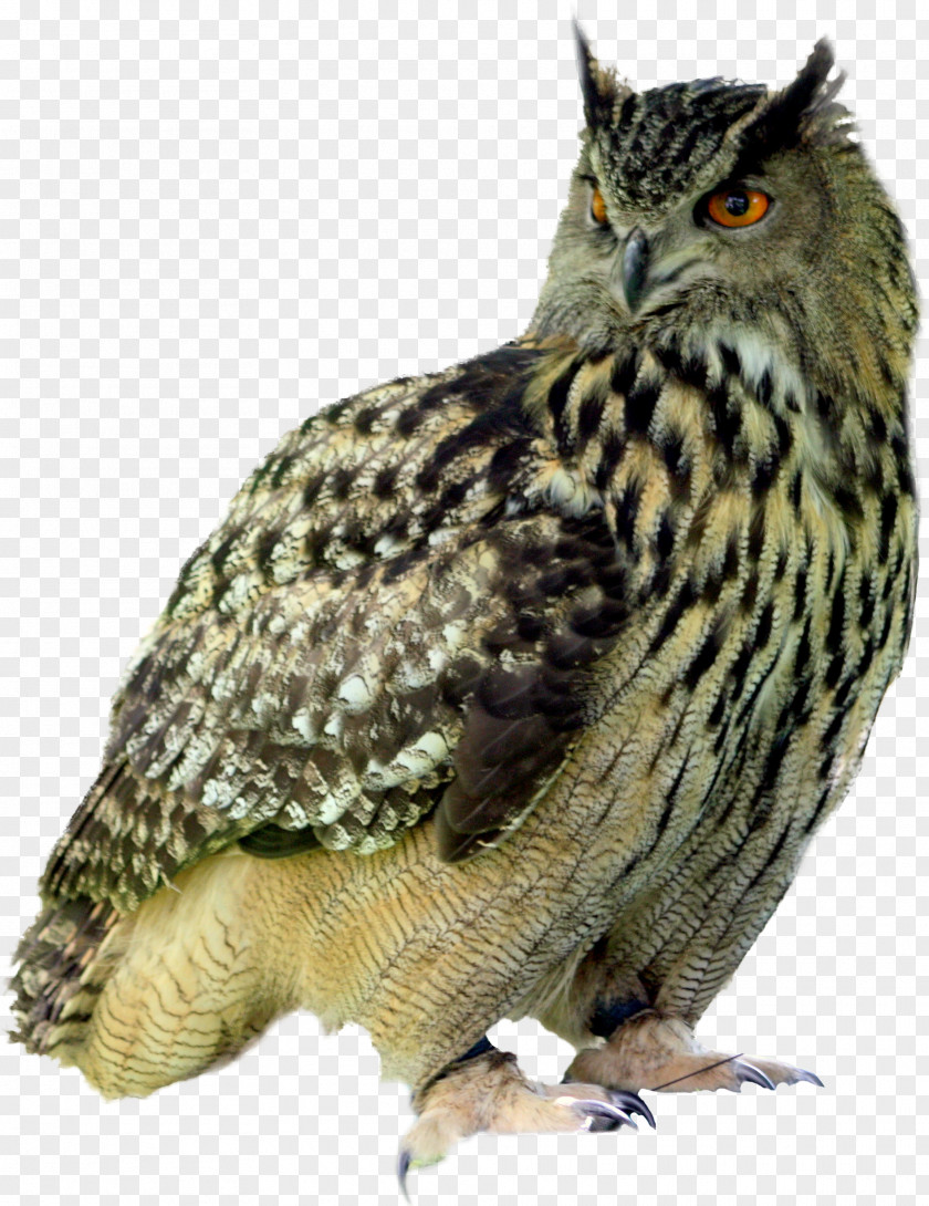 Owl Little Tyrannosaurus Pixabay Illustration PNG