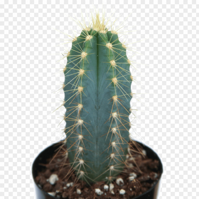 Plant San Pedro Cactus Myrtillocactus Geometrizans Pilosocereus Pachycladus Acanthocereus Tetragonus Mammillaria PNG