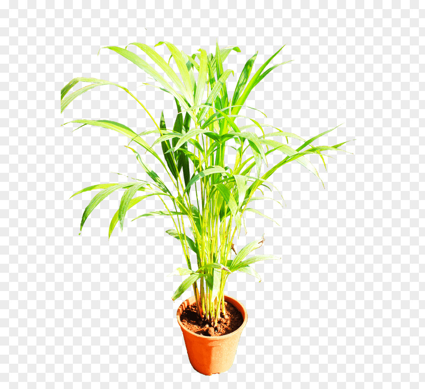 Plants Palm Trees Houseplant Grasses Terrestrial Plant PNG