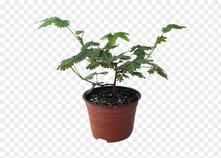 Tree Mimosa Pudica Fruit Plants Houseplant PNG