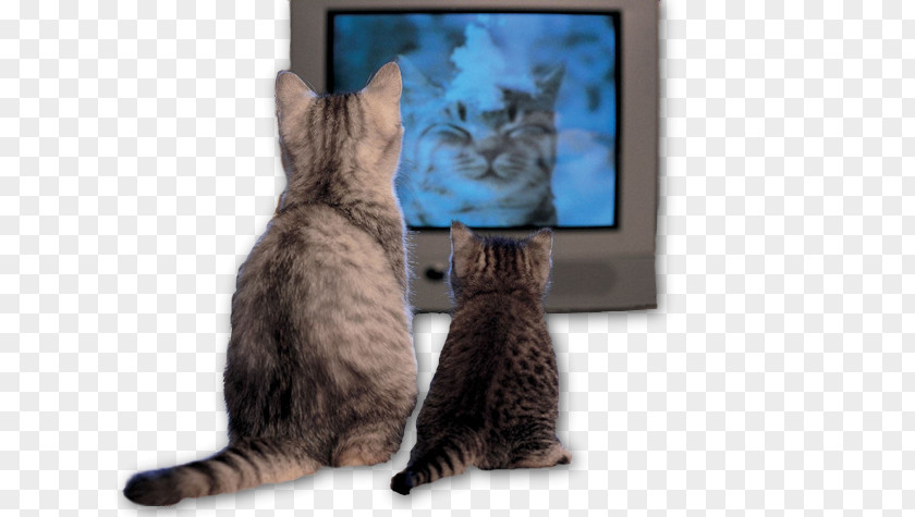 Watching Tv Cat Television Show Kitten PNG