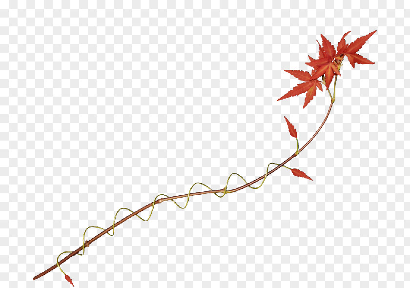 Flower Line Drawings Clip Art Leaf Branch Tree PNG