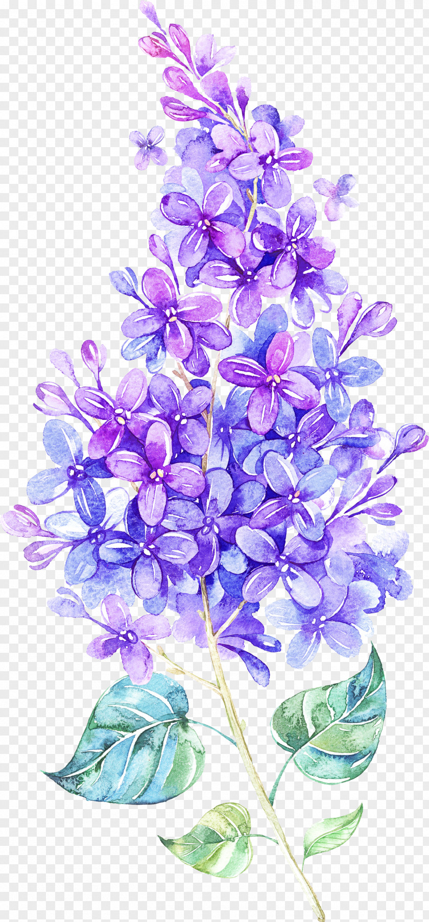 Flowering Plant Petal Lavender PNG