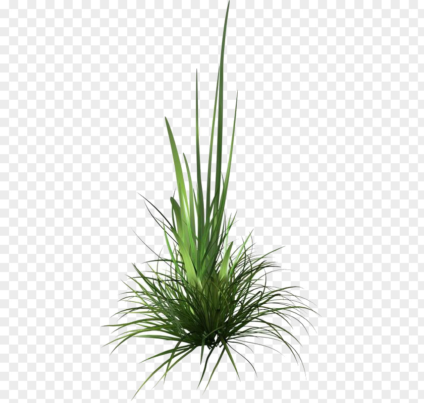 Grass Tree Rendering Clip Art PNG