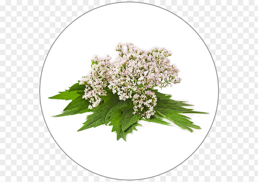 Plant Dietary Supplement Valerian Cow Parsley Herb PNG