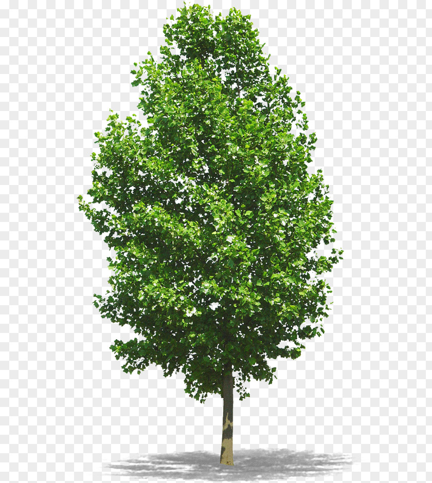 Tall Trees PNG trees clipart PNG