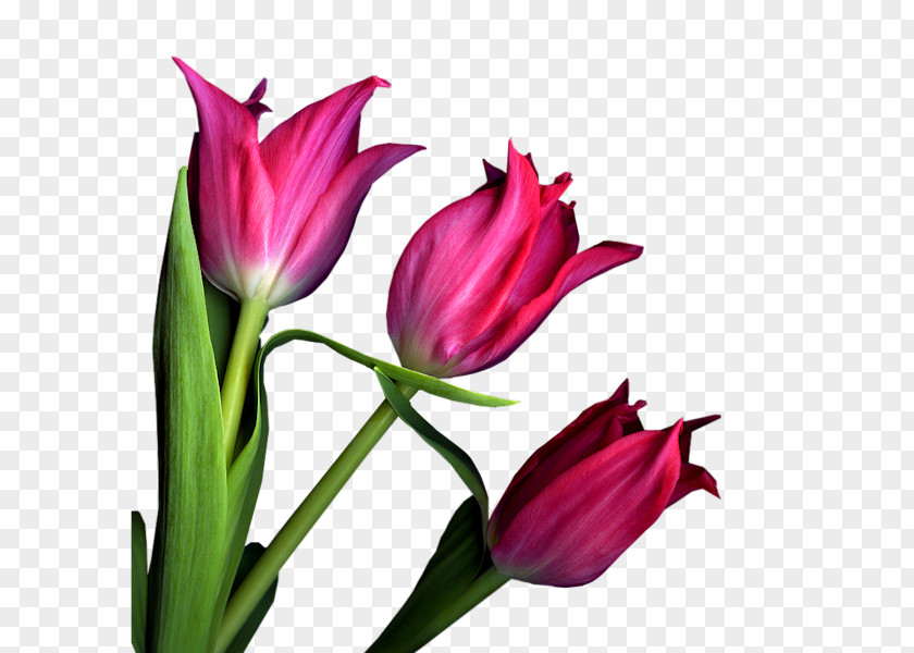 Tulip Cut Flowers Plant Stem Petal PNG