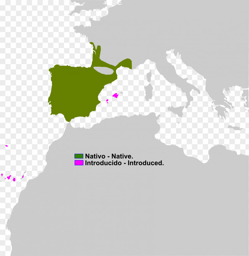 Amphibian Spain France Border Barbary Macaque Blank Map PNG