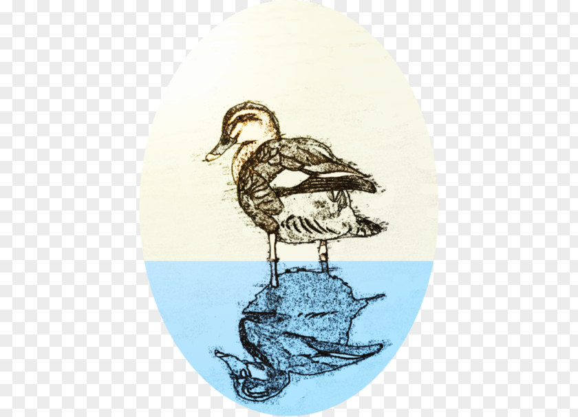 Duck Beak Fauna Water Bird PNG