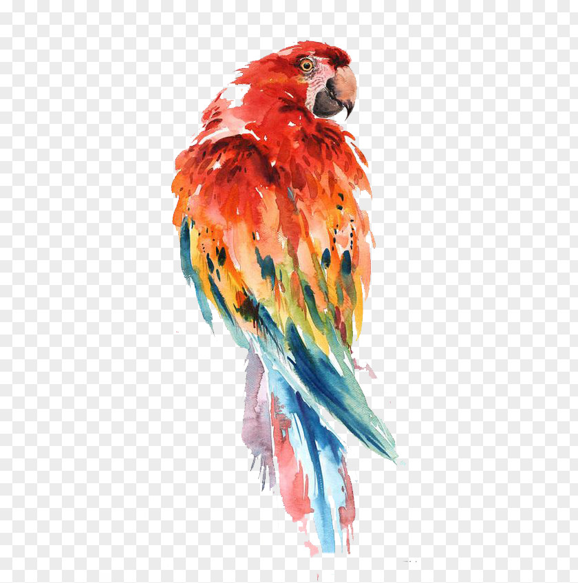 Parrot Watercolor Painting Bird Drawing Art PNG