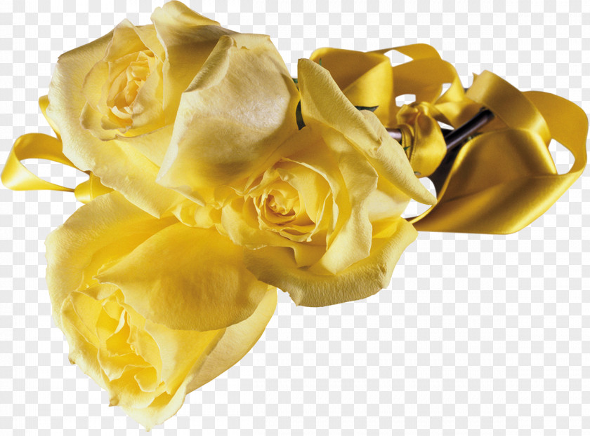 Yellow Rose Flower Beach Clip Art PNG