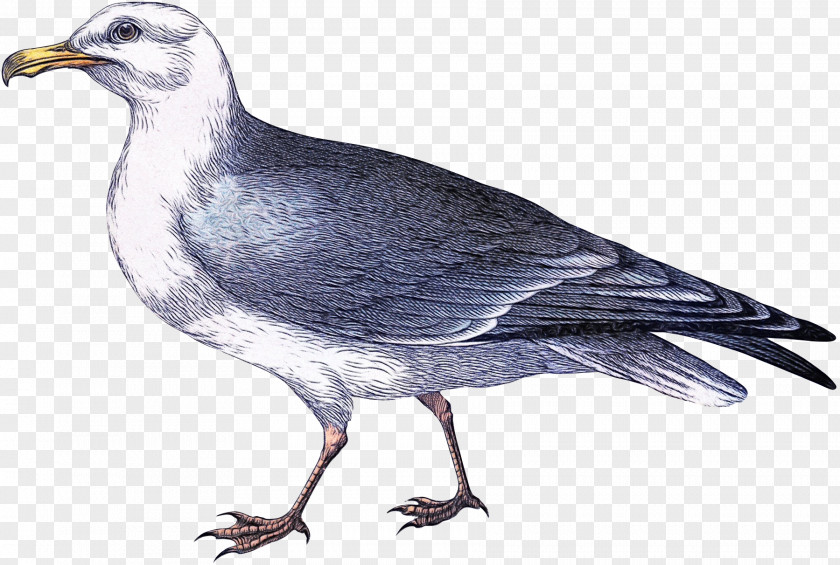 European Herring Gull Bird Beak Rock Dove Stock Pigeons And Doves PNG