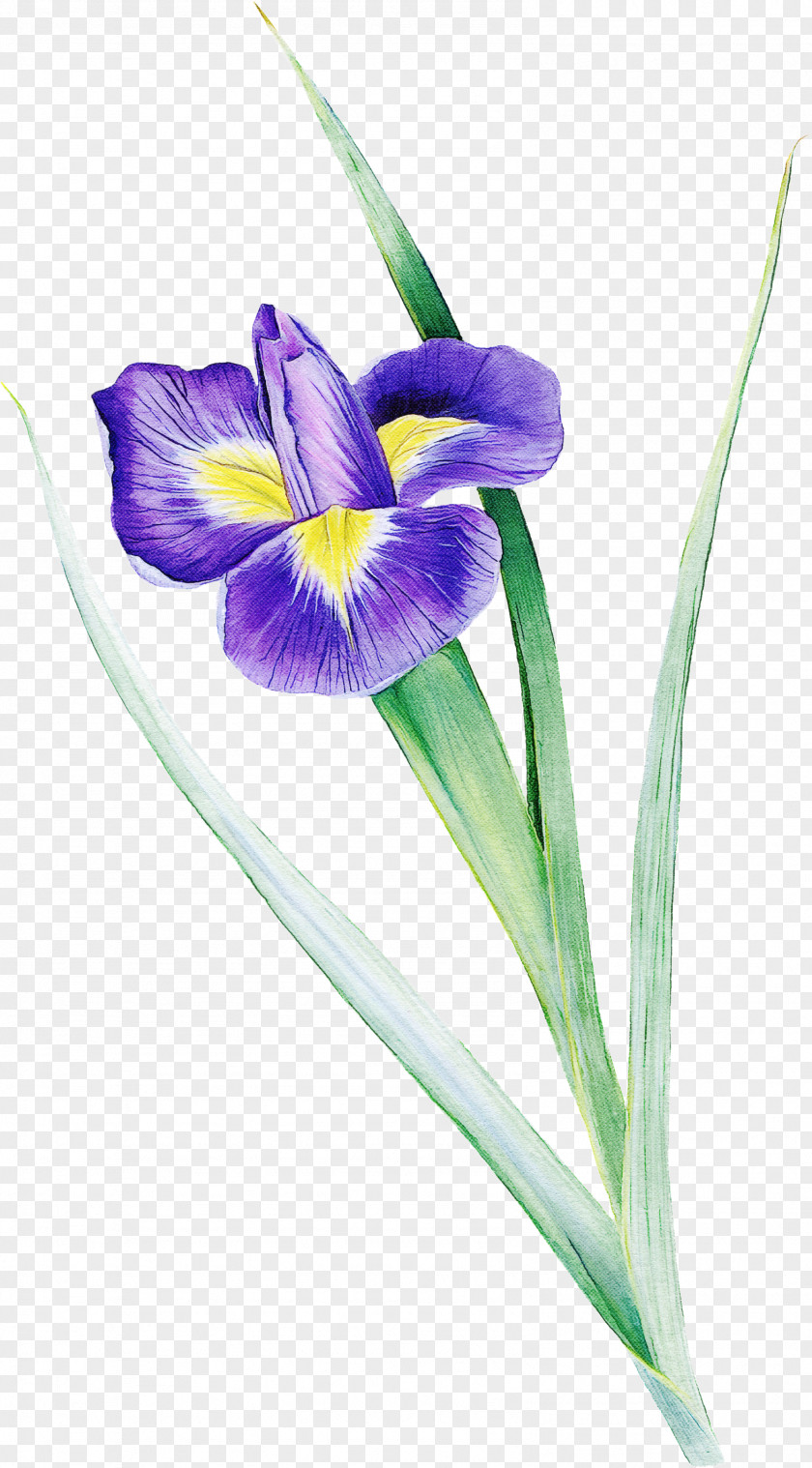 Flower Algerian Iris Plant Violet Versicolor PNG
