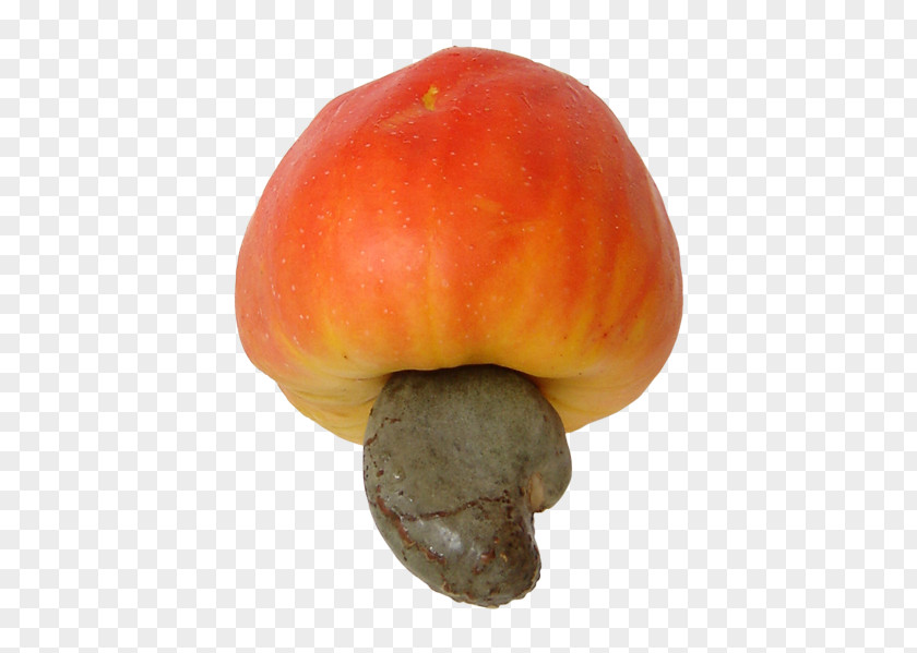 Fruit Fly Cashew Nut Apple Food PNG