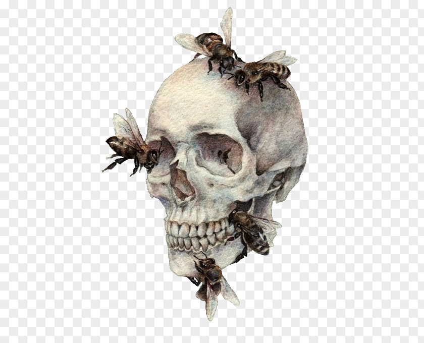 Animal Source Foods Human Skull Symbolism Bee Bone Drawing PNG