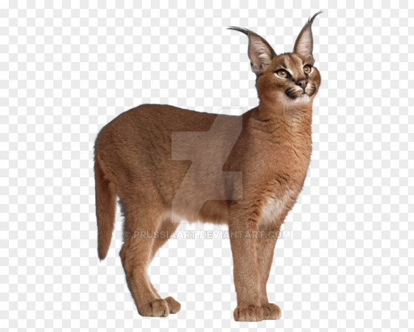 Cheetah Felidae Eurasian Lynx Egyptian Mau African Wildcat PNG