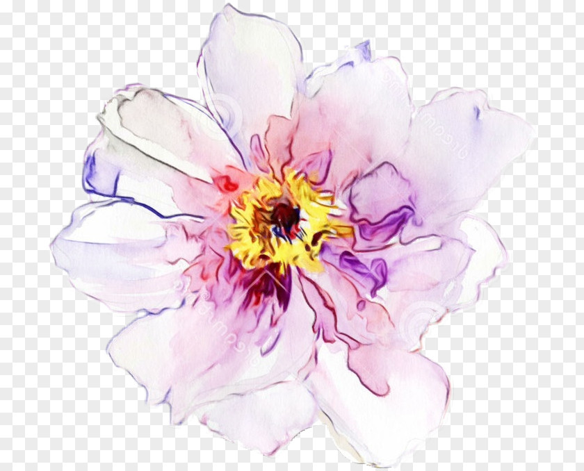 Chinese Peony Wildflower Watercolor Pink Flowers PNG