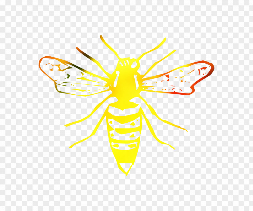 Clip Art Honey Bee Vector Graphics Illustration Image PNG