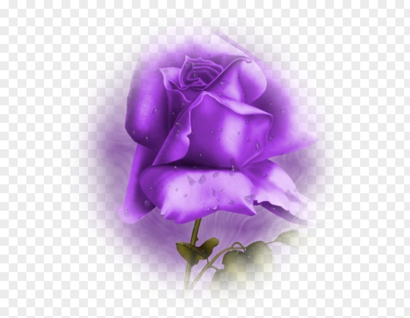Flower Thought Violet Garden Roses PNG