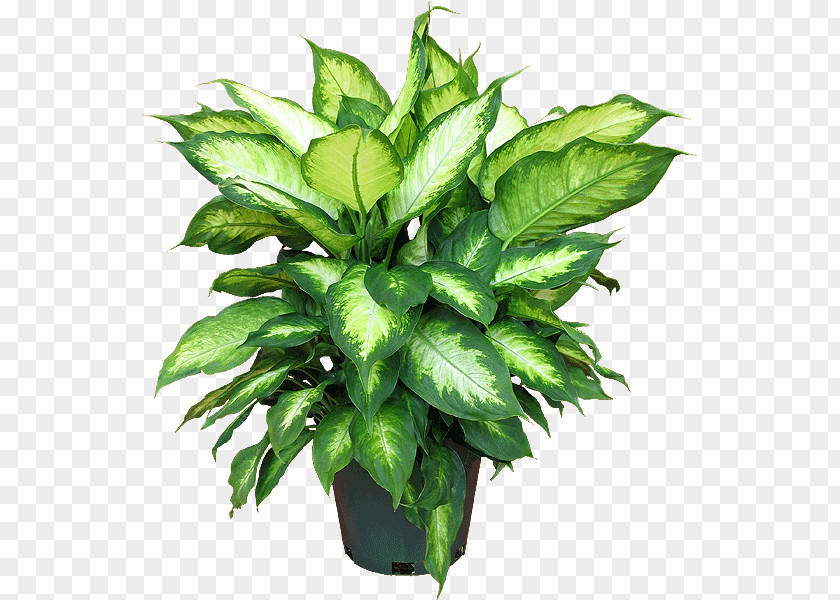 Plant Houseplant Dieffenbachia Seguine Garden Croton PNG