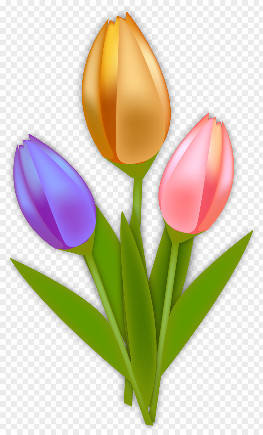 Vector Hand Painted Tulips Tulip Netherlands Euclidean PNG