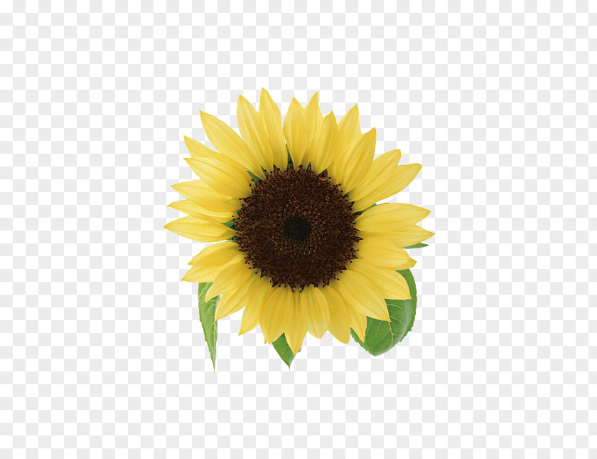 Yellow Sunflowers Ngxe0y Nhxe0 Gixe1o Viu1ec7t Nam Petal Teacher PNG