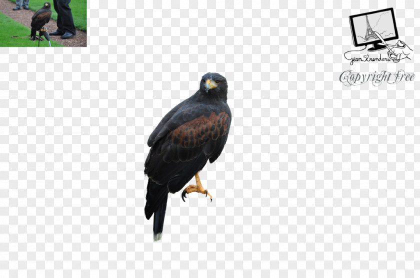 Birds Of Prey Eagle Vulture Fauna Beak PNG
