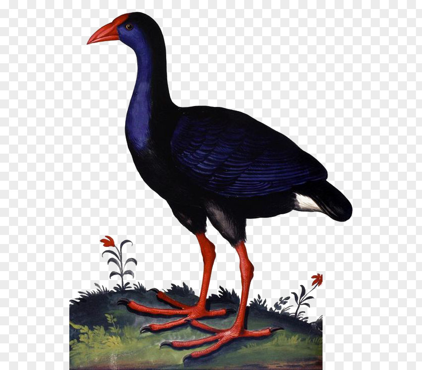 Black Duck University Of Bologna Monstrorum Historia Western Swamphen PNG