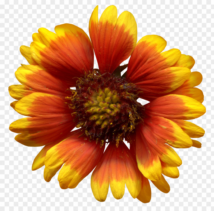 Flower Common Sunflower PNG